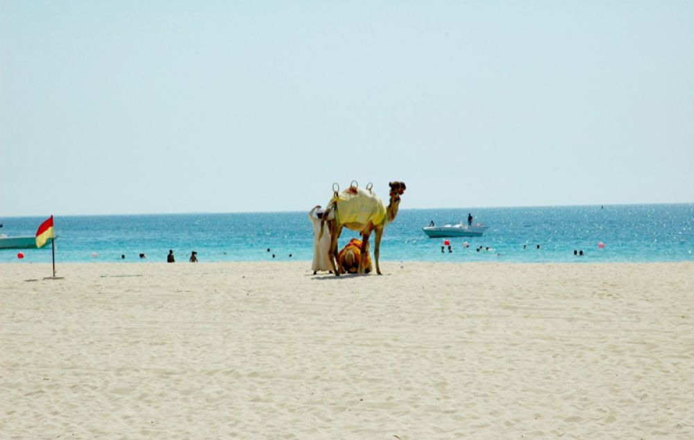 plage Dubai en famille chameau